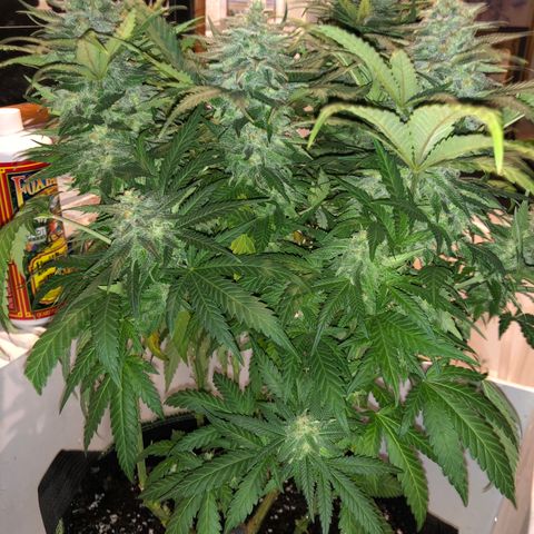 Super Silver Haze growlog photo: 19.5”