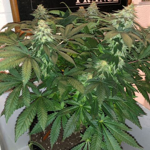 Super Silver Haze growlog photo: 18”