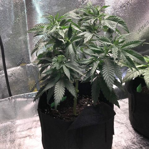 SSH Clone growlog photo: So far very healthy and happy. May flower early?