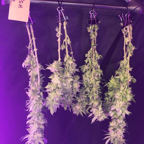 Super Silver Haze growlog photo: Good harvest on this one