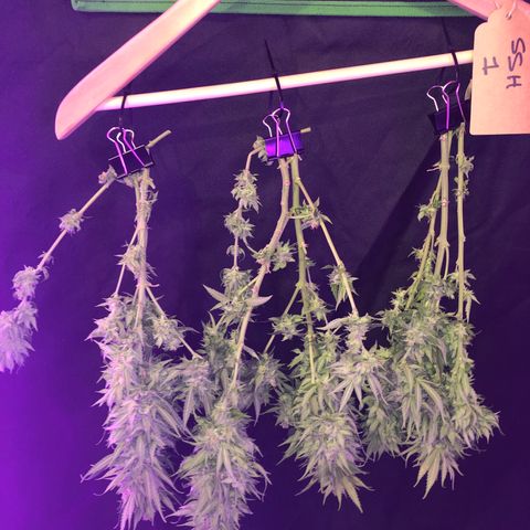 Super Silver Haze growlog photo: Better harvest than other plant 