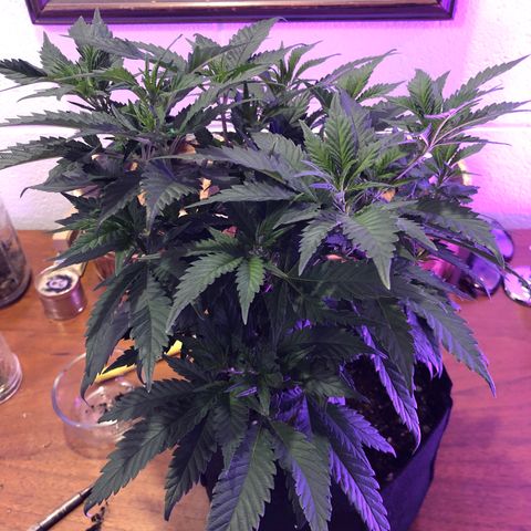 SSH Clone growlog photo: 13”. May need to flower ahead of others?