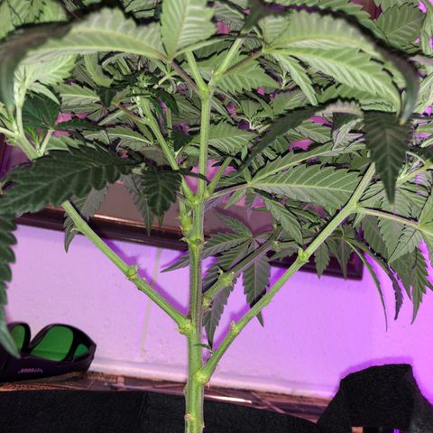 SSH Clone growlog photo: Cleaned up bottom third. 