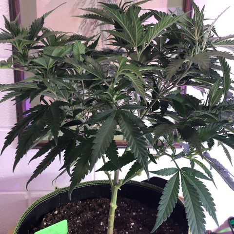 SSH Clone growlog photo: 16”
