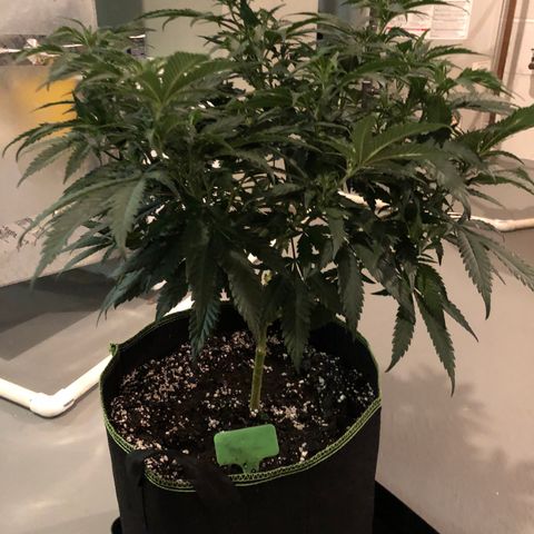 SSH Clone growlog photo: 18”