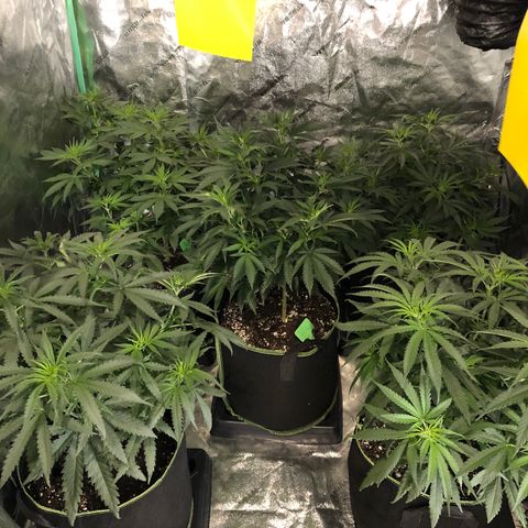 SSH Clone growlog photo: First day of flower
