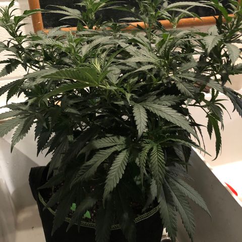SSH Clone growlog photo: 19”