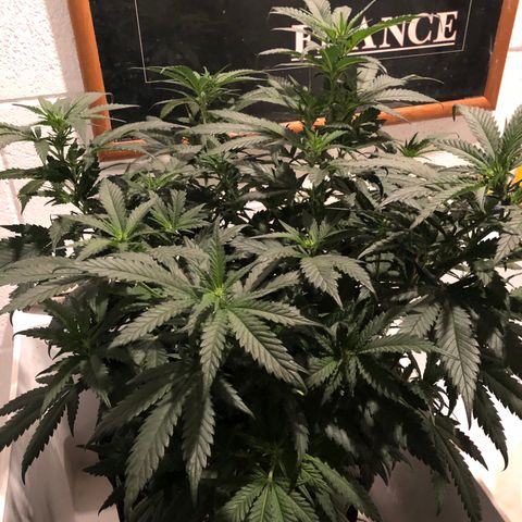 SSH Clone growlog photo: 22”