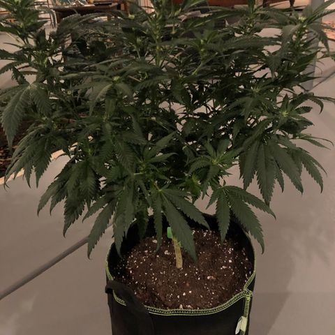 SSH Clone growlog photo: 23”