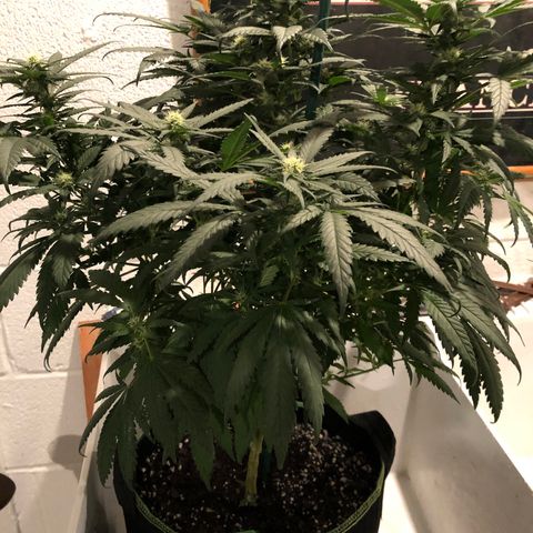 SSH Clone growlog photo: 24”