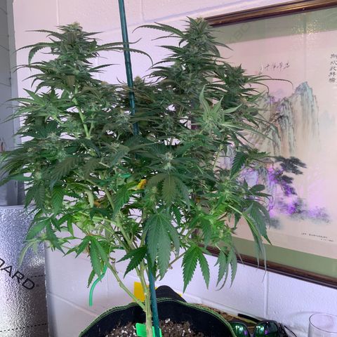 SSH Clone growlog timeline photo