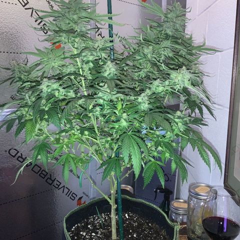 SSH Clone growlog timeline photo