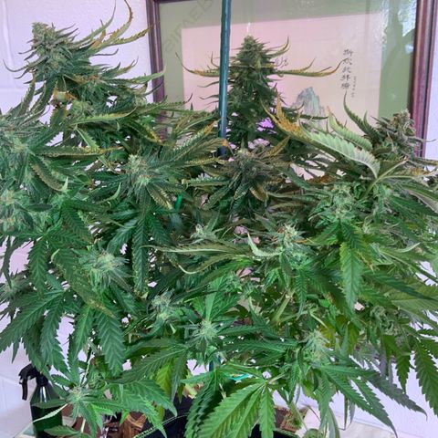 SSH Clone growlog timeline photo