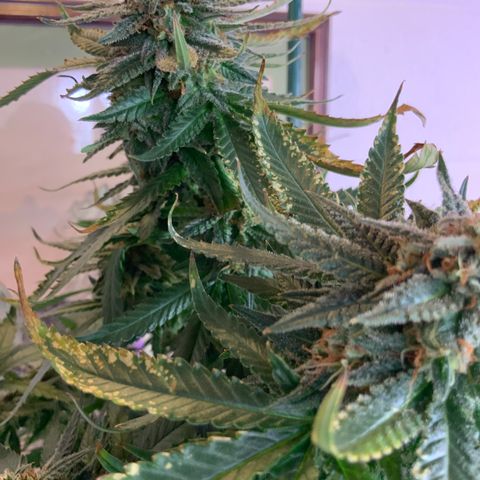 SSH Clone growlog timeline photo