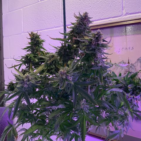 SSH Clone growlog photo: First to harvest.  Combo of mostly white with some amber trichomes.  Should be stronger than the last batch.