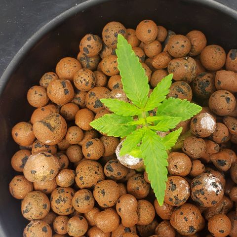 Mimosa Cake Auto growlog timeline photo