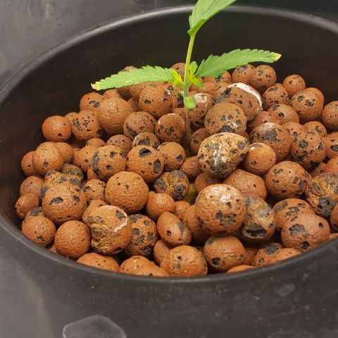 Mimosa Cake Auto growlog timeline photo