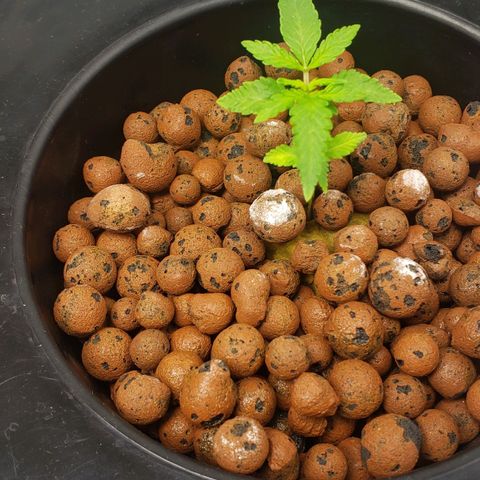Mimosa Cake Auto growlog timeline photo