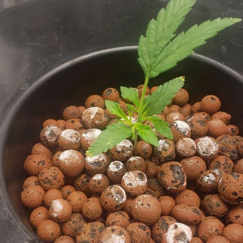 Mimosa Cake Auto growlog timeline photo
