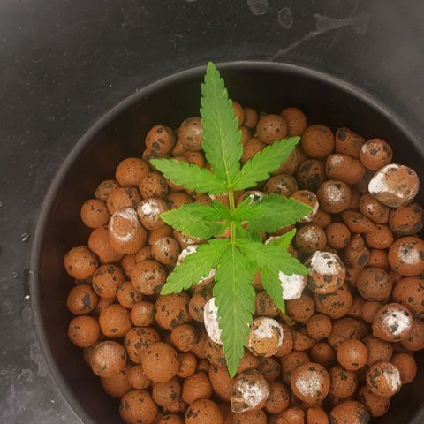 Mimosa Cake Auto growlog timeline photo