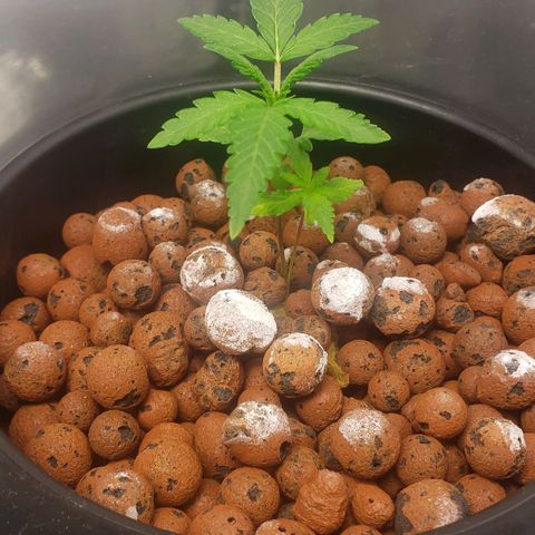 Mimosa Cake Auto growlog timeline photo