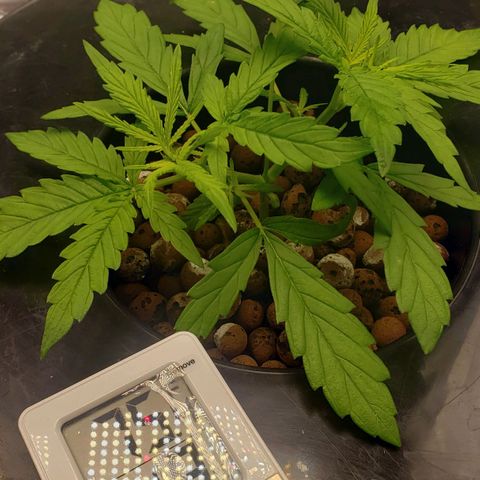 Mimosa Cake Auto growlog timeline photo