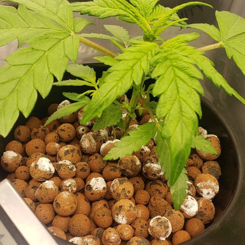 Mimosa Cake Auto growlog timeline photo