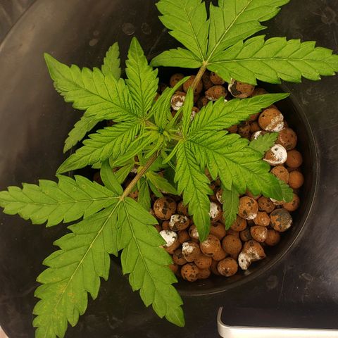 Mimosa Cake Auto growlog timeline photo