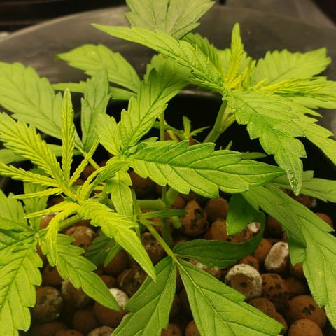 Mimosa Cake Auto growlog timeline photo