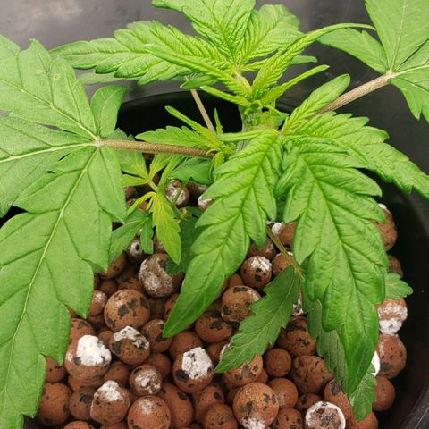 Mimosa Cake Auto growlog timeline photo