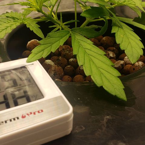 Mimosa Cake Auto growlog timeline photo