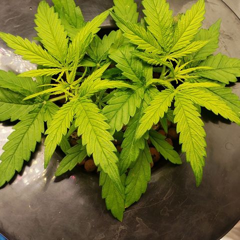 Mimosa Cake Auto growlog timeline photo