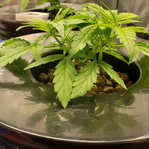 Mimosa Cake Auto growlog timeline photo