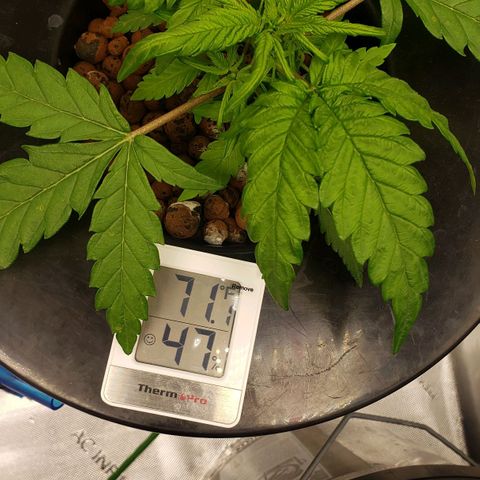Mimosa Cake Auto growlog timeline photo