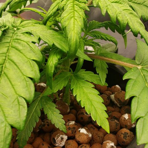 Mimosa Cake Auto growlog timeline photo