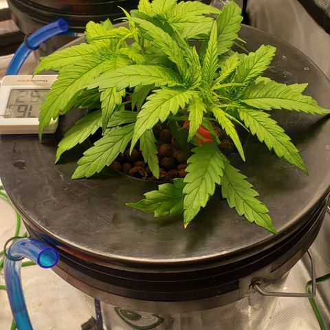 Mimosa Cake Auto growlog timeline photo