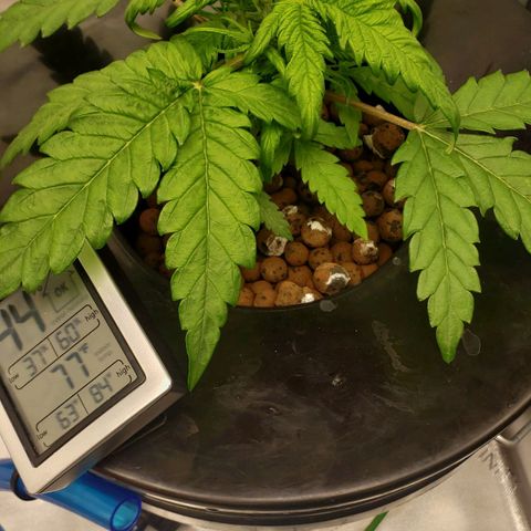 Mimosa Cake Auto growlog timeline photo