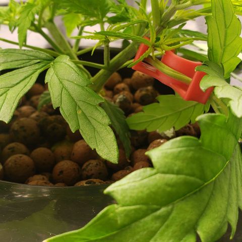 Mimosa Cake Auto growlog timeline photo