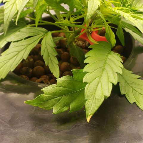Mimosa Cake Auto growlog timeline photo