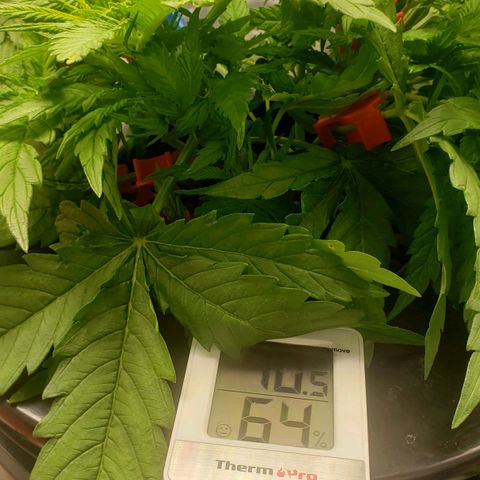 Mimosa Cake Auto growlog timeline photo