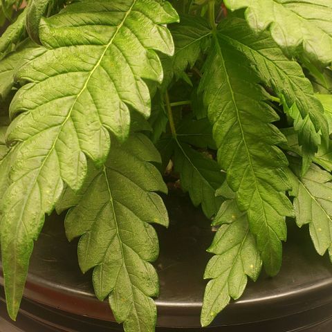 Mimosa Cake Auto growlog timeline photo