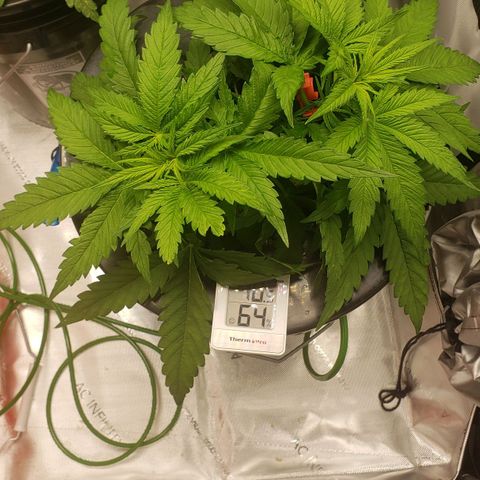 Mimosa Cake Auto growlog timeline photo