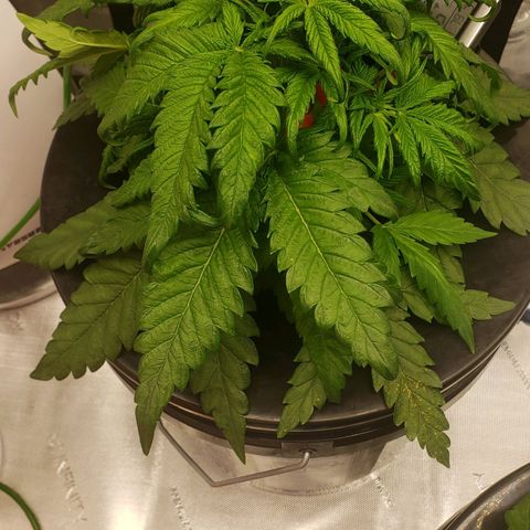 Mimosa Cake Auto growlog timeline photo