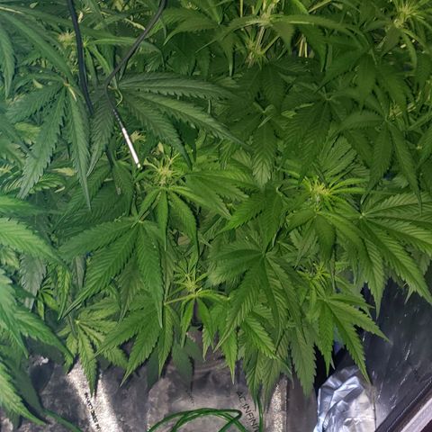 Mimosa Cake Auto growlog timeline photo