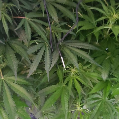 Mimosa Cake Auto growlog timeline photo