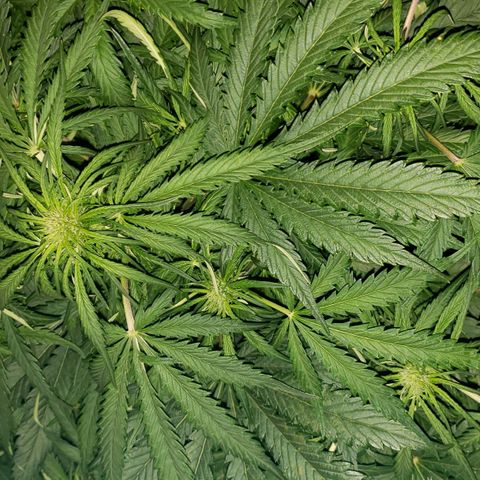 Mimosa Cake Auto growlog timeline photo