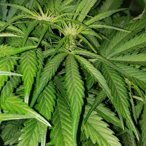 Mimosa Cake Auto growlog timeline photo