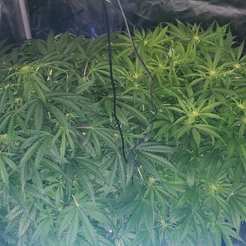 Mimosa Cake Auto growlog timeline photo