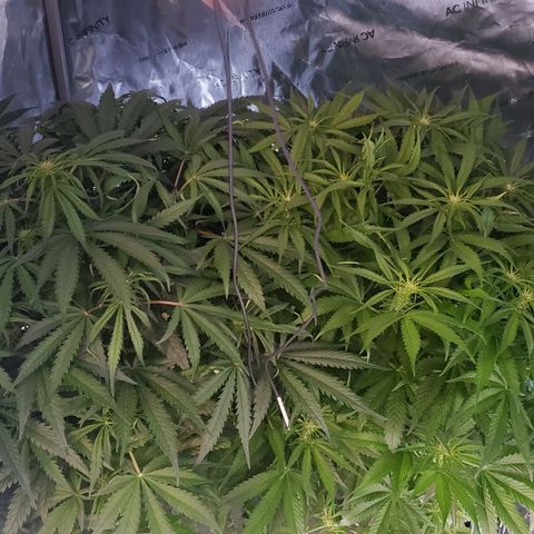 Mimosa Cake Auto growlog timeline photo