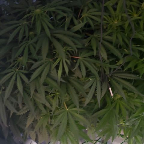 Mimosa Cake Auto growlog timeline photo